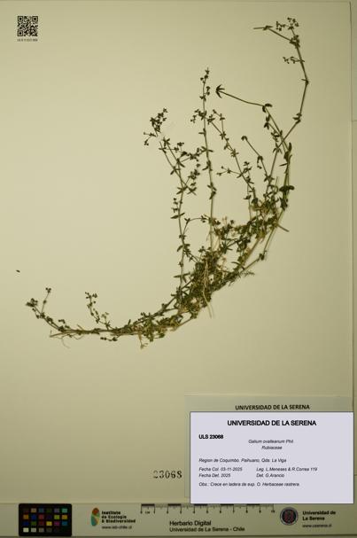Galium ovalleanum [Espécimen: ULS:ULS:0023068]