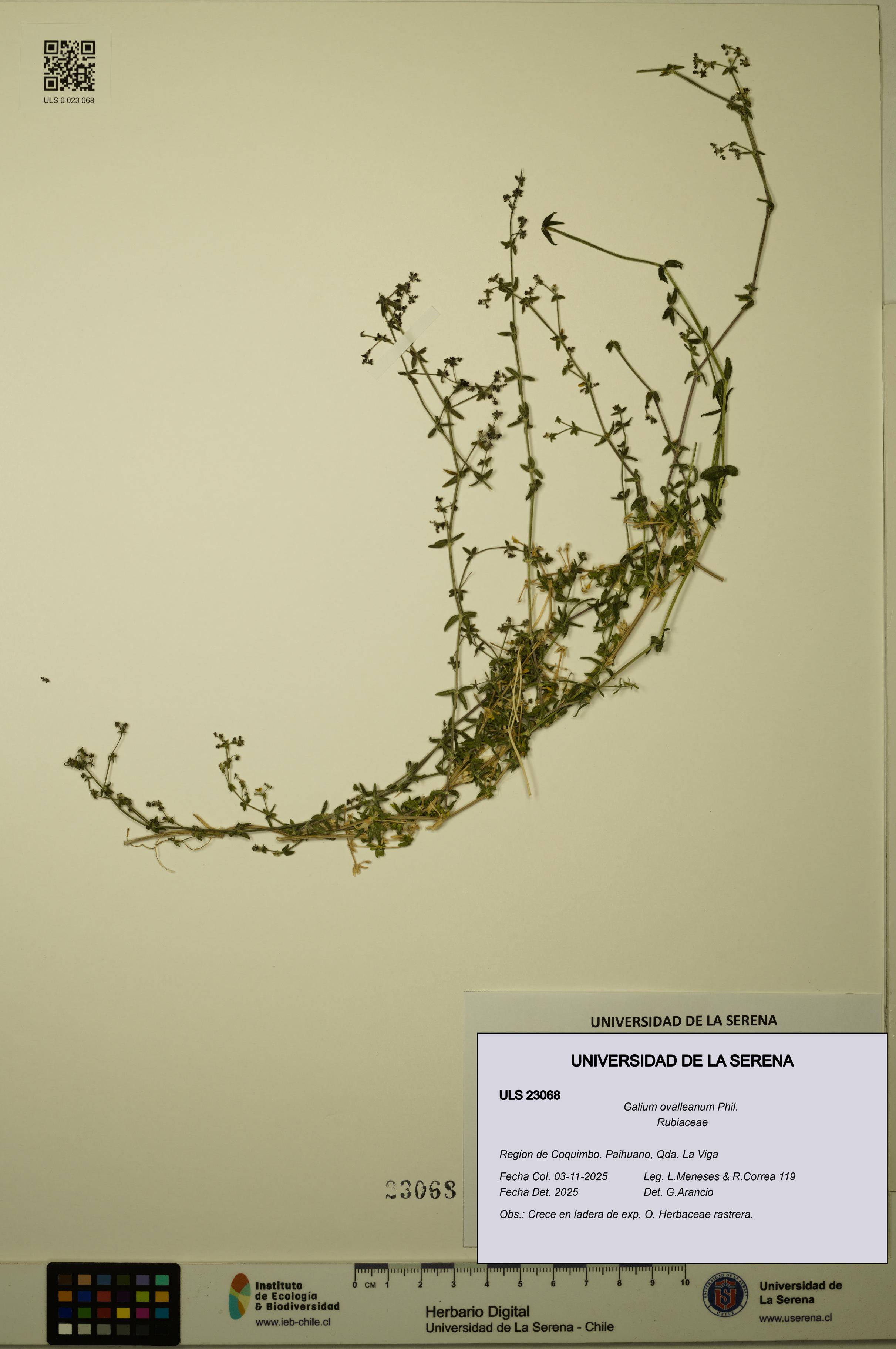 Galium ovalleanum [Espécimen: ULS:ULS:0023068]