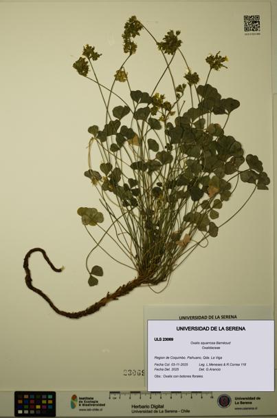 Oxalis squarrosa [Espécimen: ULS:ULS:0023069]