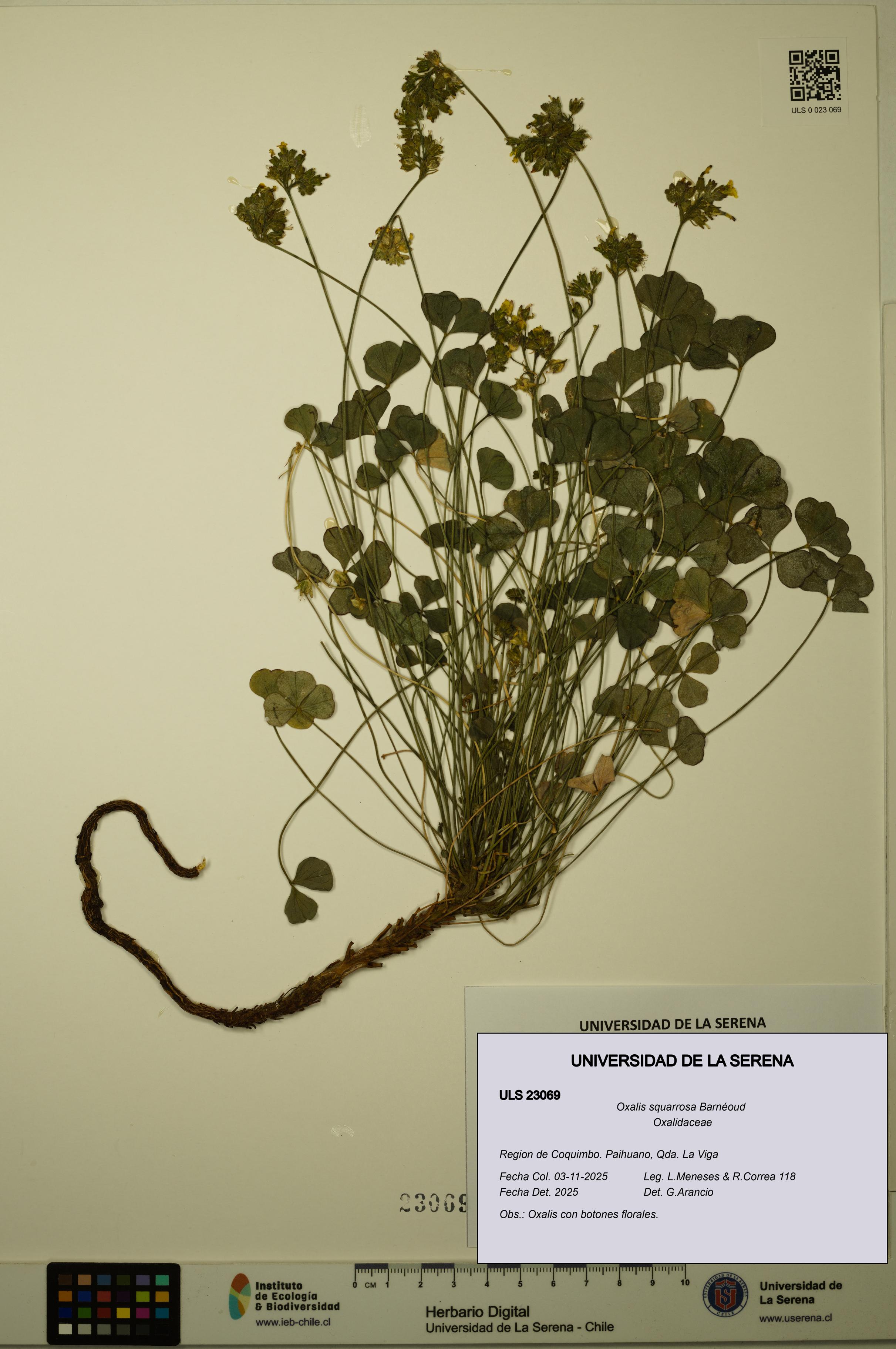 Oxalis squarrosa [Espécimen: ULS:ULS:0023069]