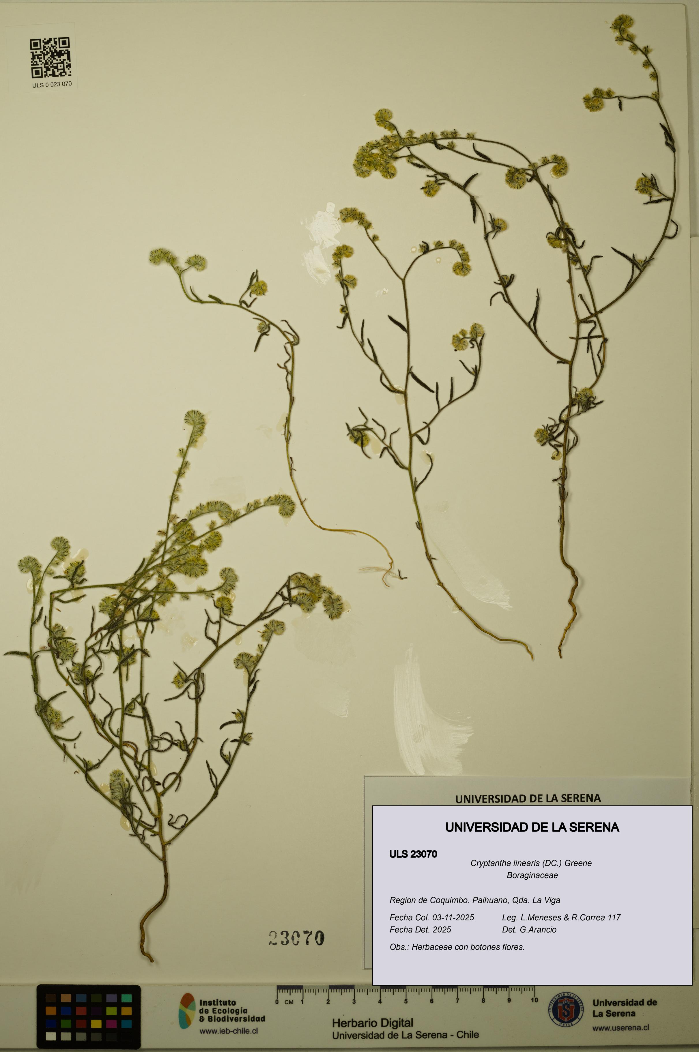 Cryptantha linearis [Espécimen: ULS:ULS:0023070]