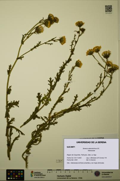 Senecio adenotrichius [Espécimen: ULS:ULS:0023071]