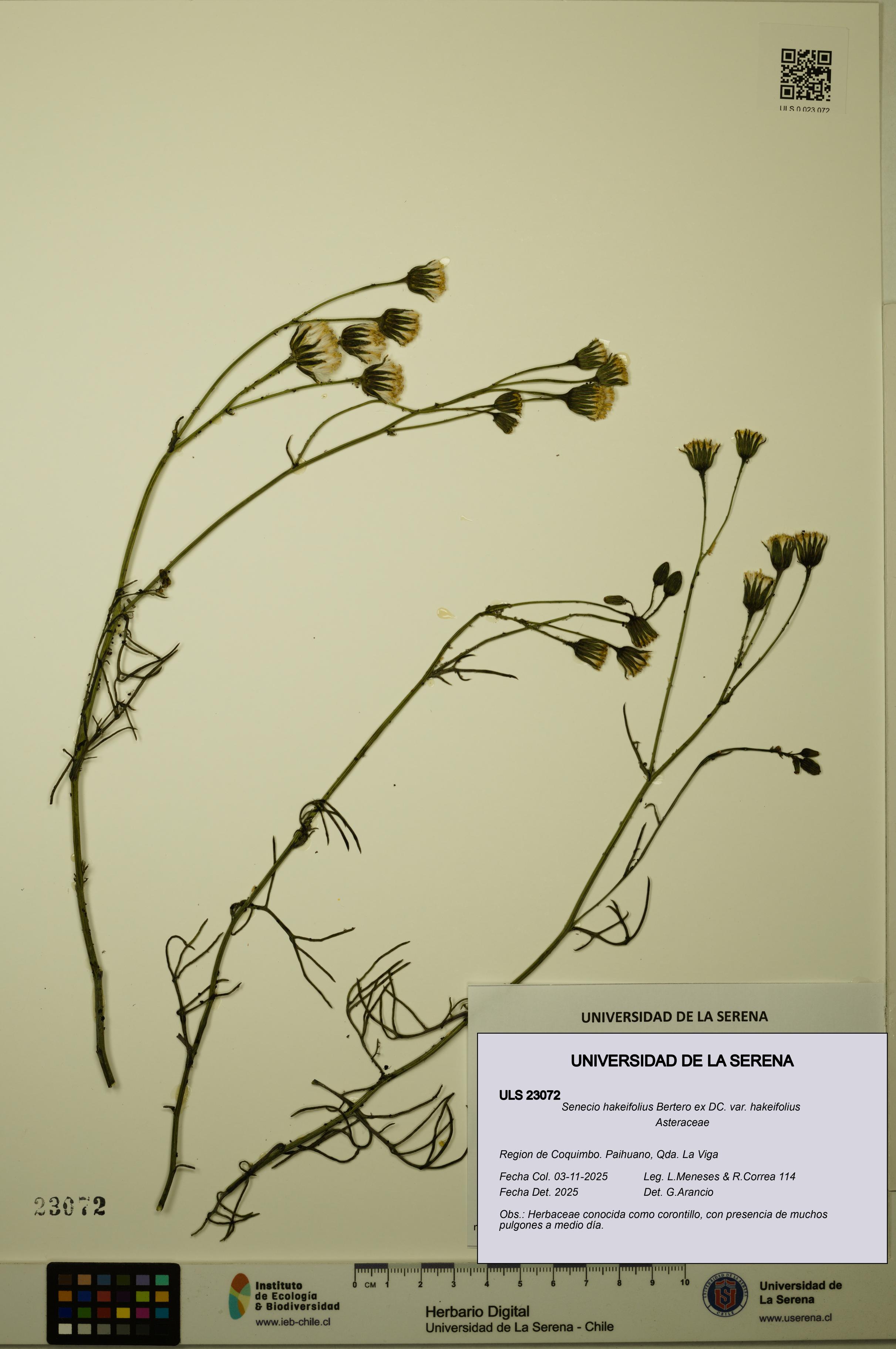 Senecio hakeifolius var. hakeifolius [Espécimen: ULS:ULS:0023072]