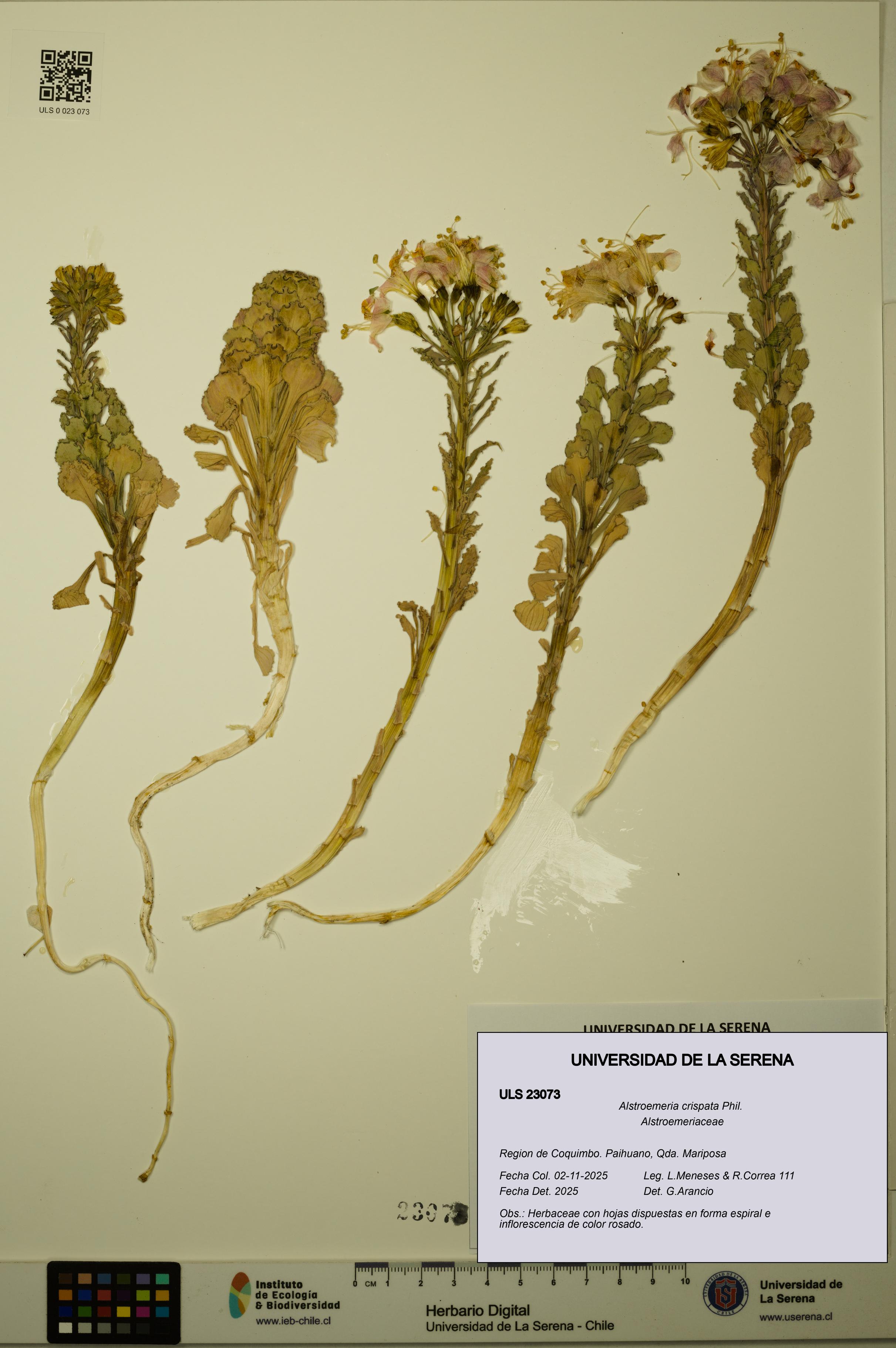 Alstroemeria crispata [Espécimen: ULS:ULS:0023073]