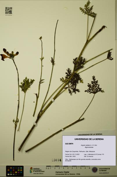 Argylia radiata [Espécimen: ULS:ULS:0023074]