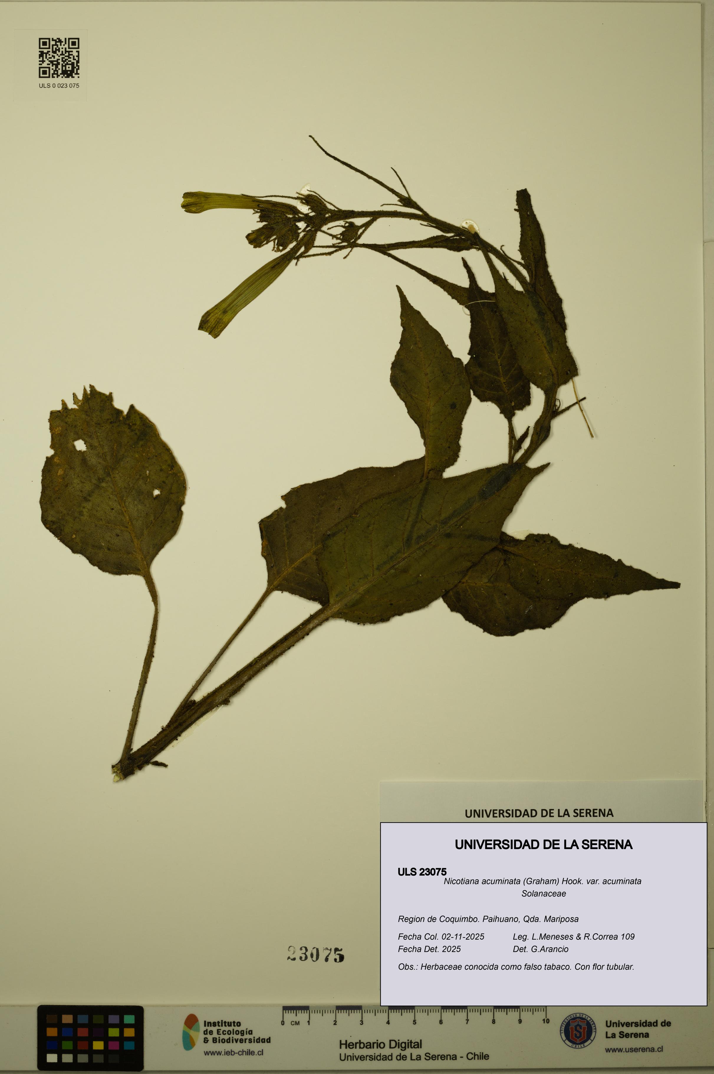 Nicotiana acuminata [Espécimen: ULS:ULS:0023075]