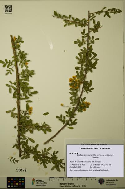 Geoffroea decorticans [Espécimen: ULS:ULS:0023076]