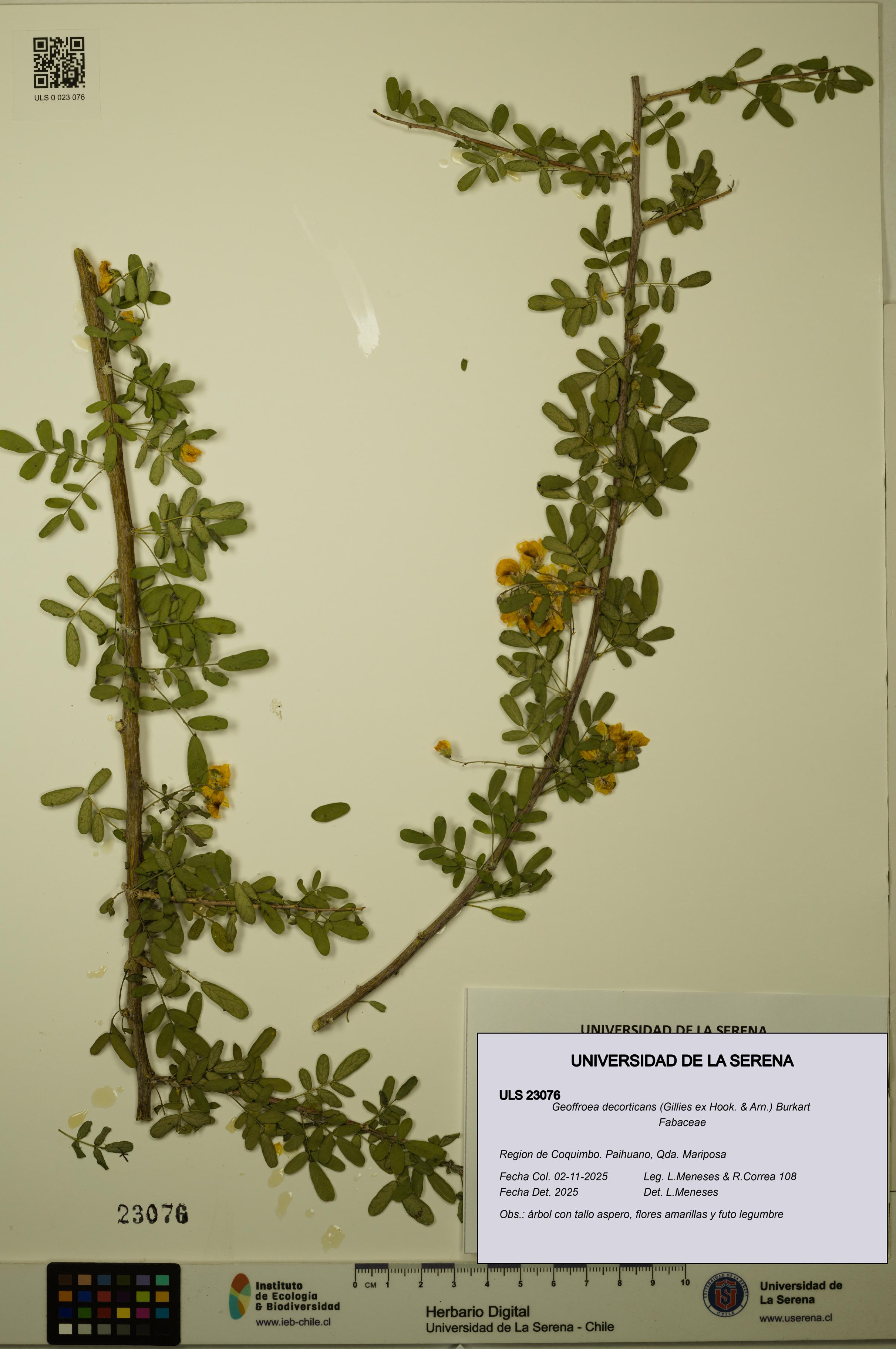 Geoffroea decorticans [Espécimen: ULS:ULS:0023076]