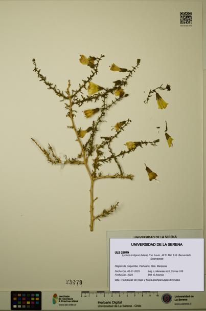 Lycium bridgesii [Espécimen: ULS:ULS:0023079]