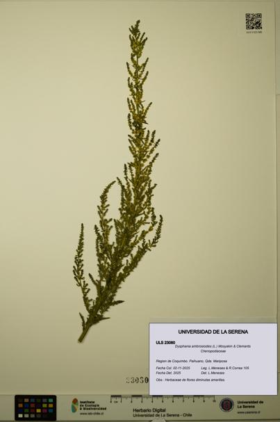 Dysphania ambrosioides [Espécimen: ULS:ULS:0023080]