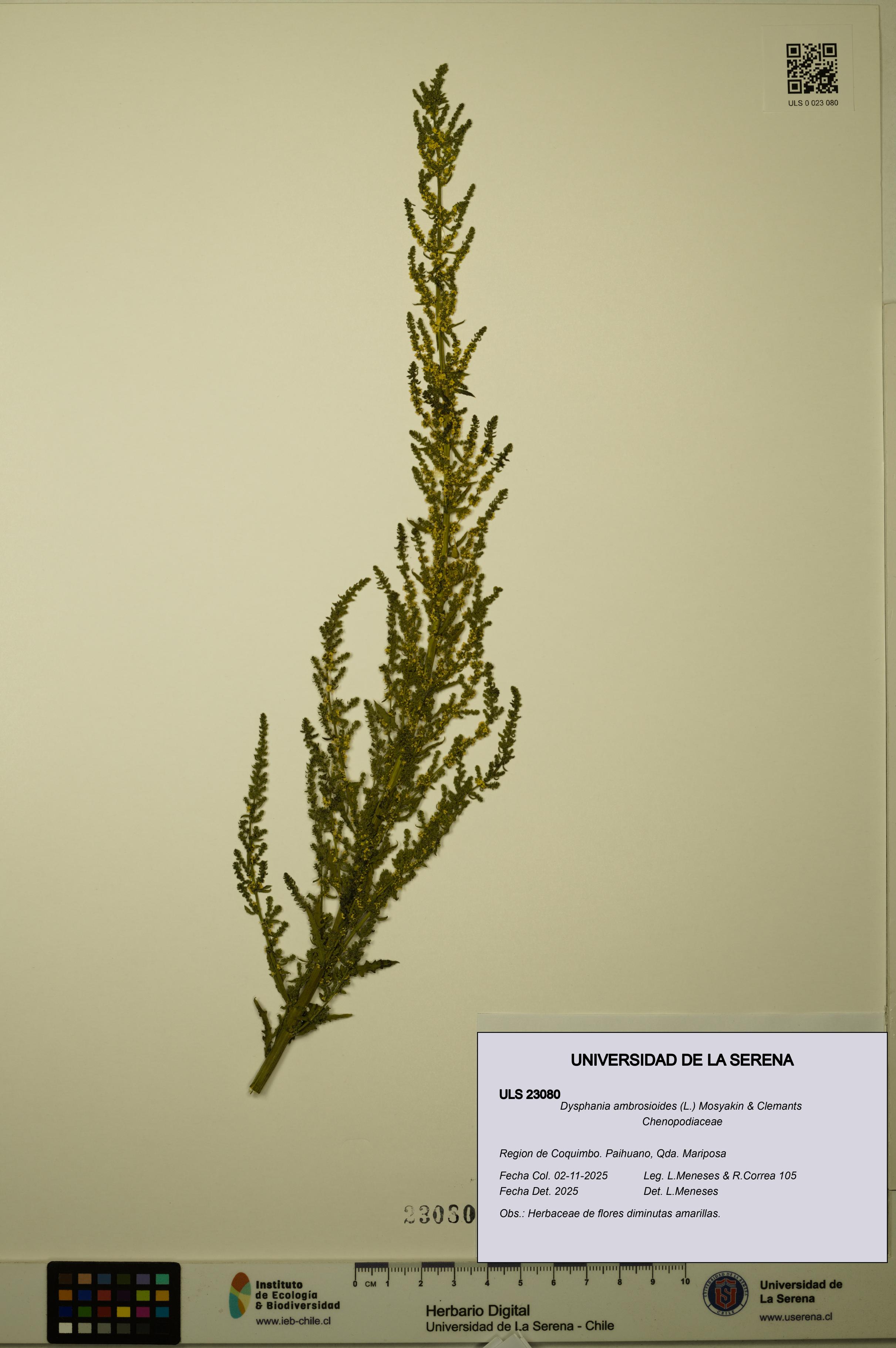 Dysphania ambrosioides [Espécimen: ULS:ULS:0023080]