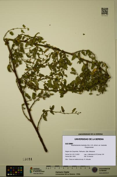 Muehlenbeckia hastulata var. hastulata [Espécimen: ULS:ULS:0023081]
