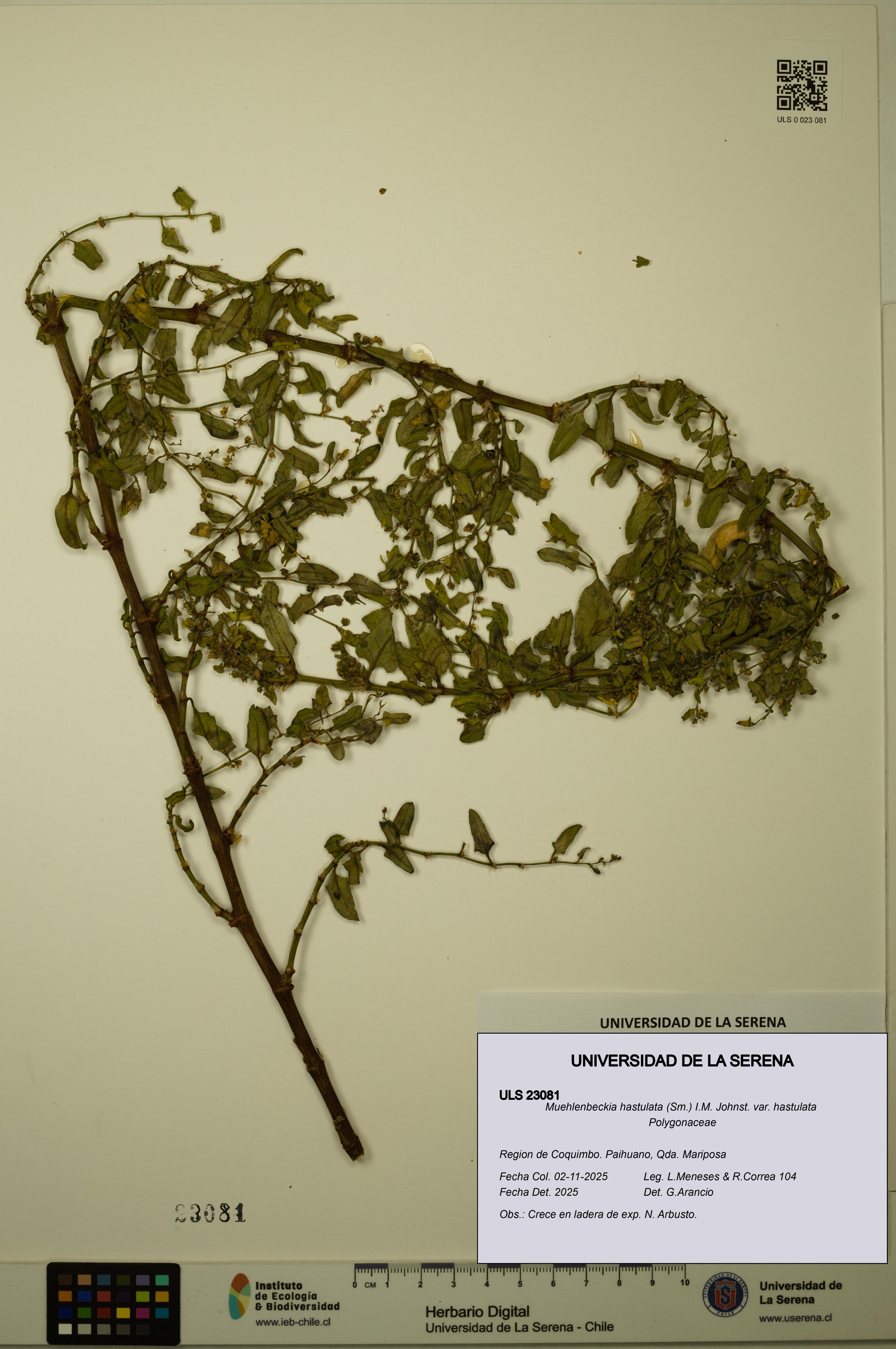 Muehlenbeckia hastulata var. hastulata [Espécimen: ULS:ULS:0023081]