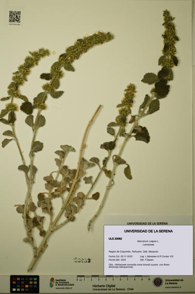 Marrubium vulgare [Espécimen: ULS:ULS:0023082]