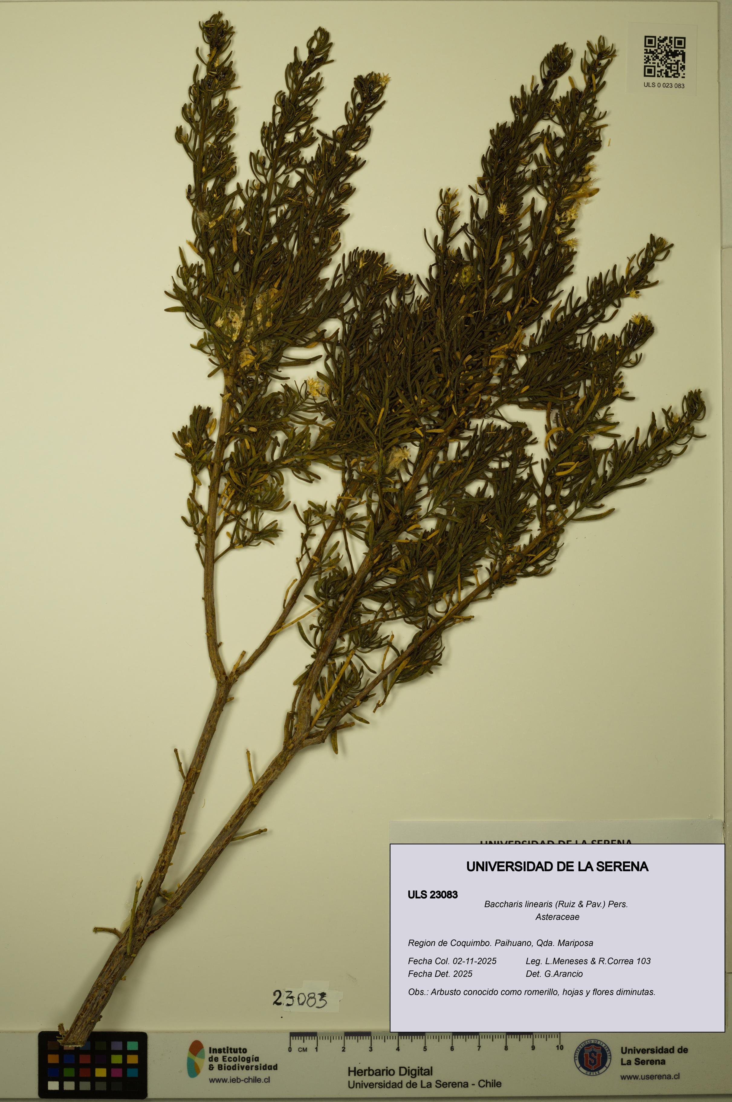 Baccharis linearis [Espécimen: ULS:ULS:0023083]