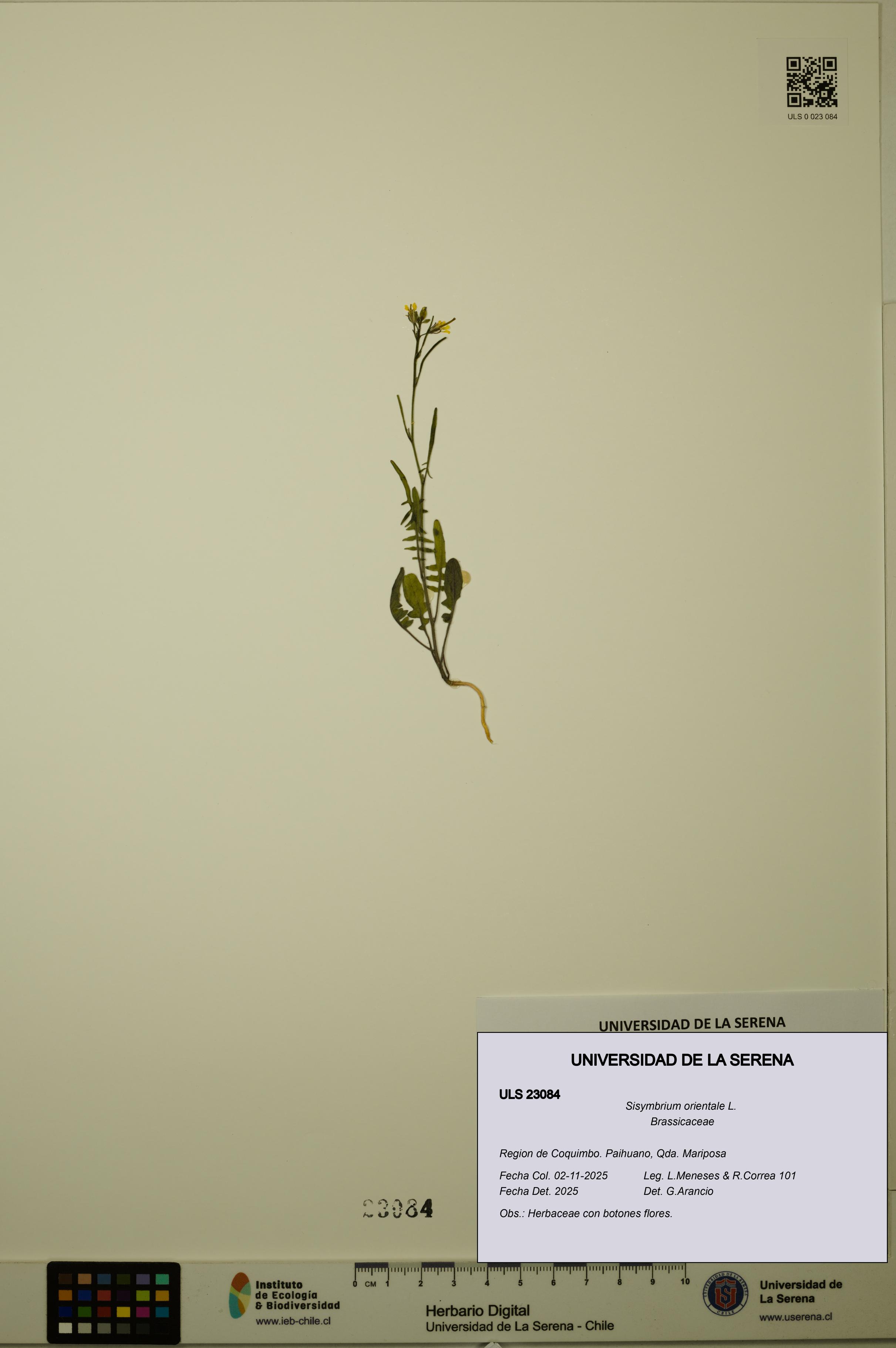 Sisymbrium orientale [Espécimen: ULS:ULS:0023084]