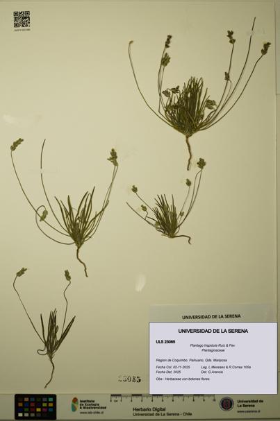 Plantago hispidula [Espécimen: ULS:ULS:0023085]