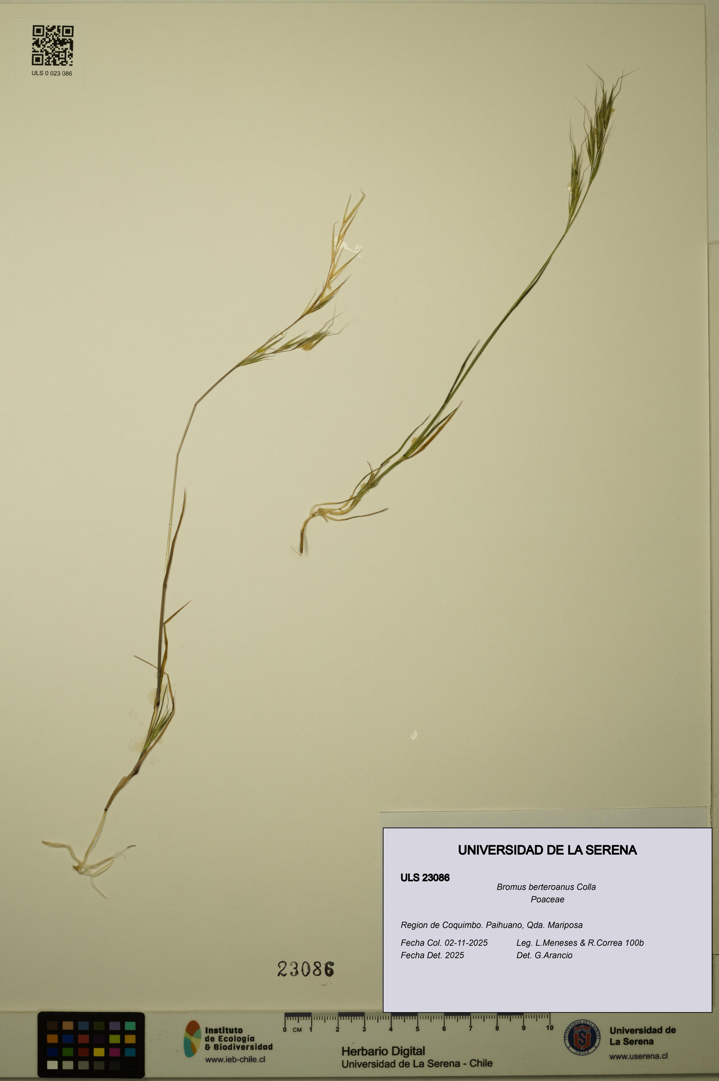 Bromus berteroanus [Espécimen: ULS:ULS:0023086]