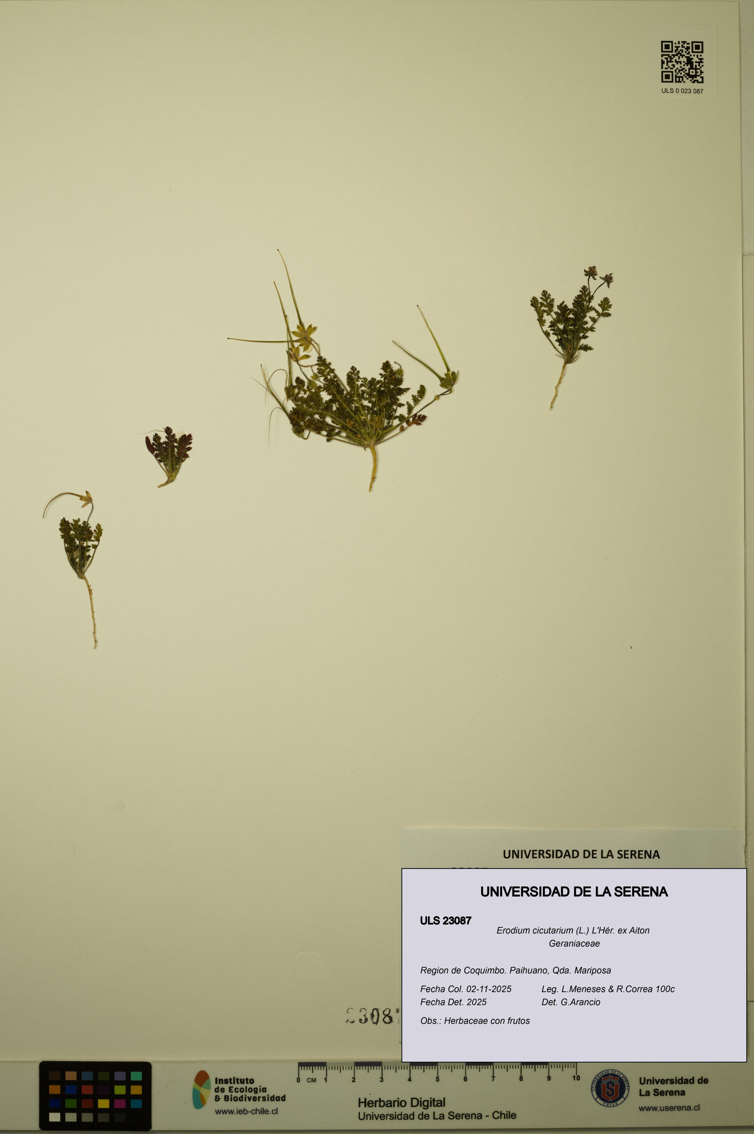 Erodium cicutarium [Espécimen: ULS:ULS:0023087]