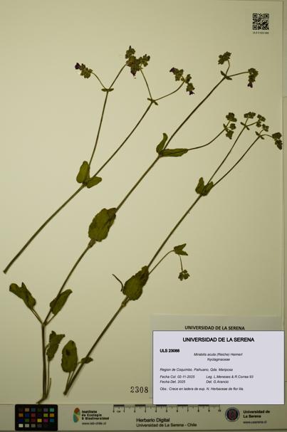 Mirabilis acuta [Espécimen: ULS:ULS:0023088]