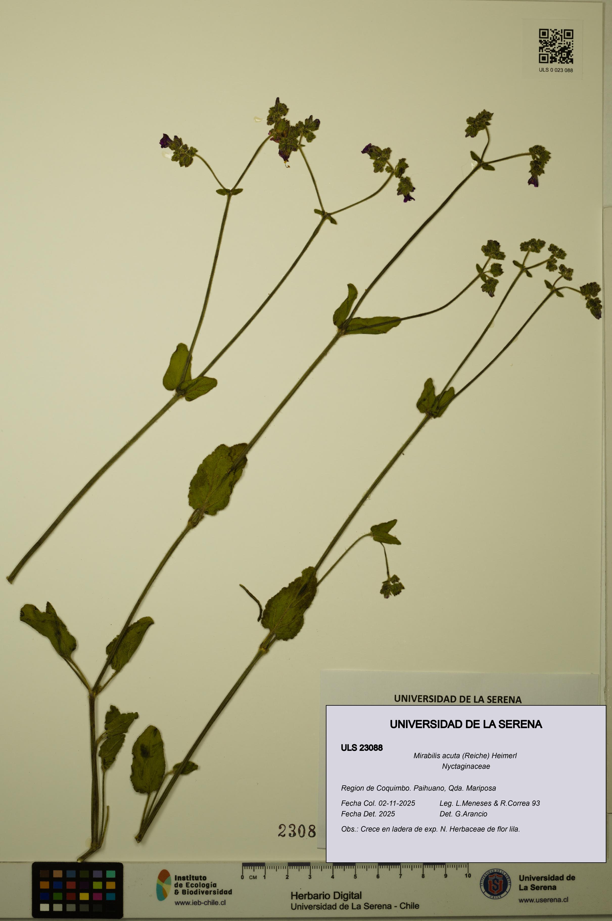 Mirabilis acuta [Espécimen: ULS:ULS:0023088]