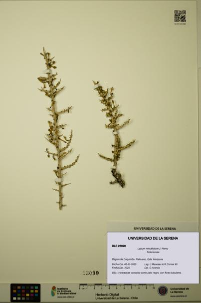 Lycium minutifolium [Espécimen: ULS:ULS:0023090]