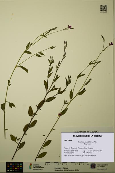 Oenothera rosea [Espécimen: ULS:ULS:0023091]