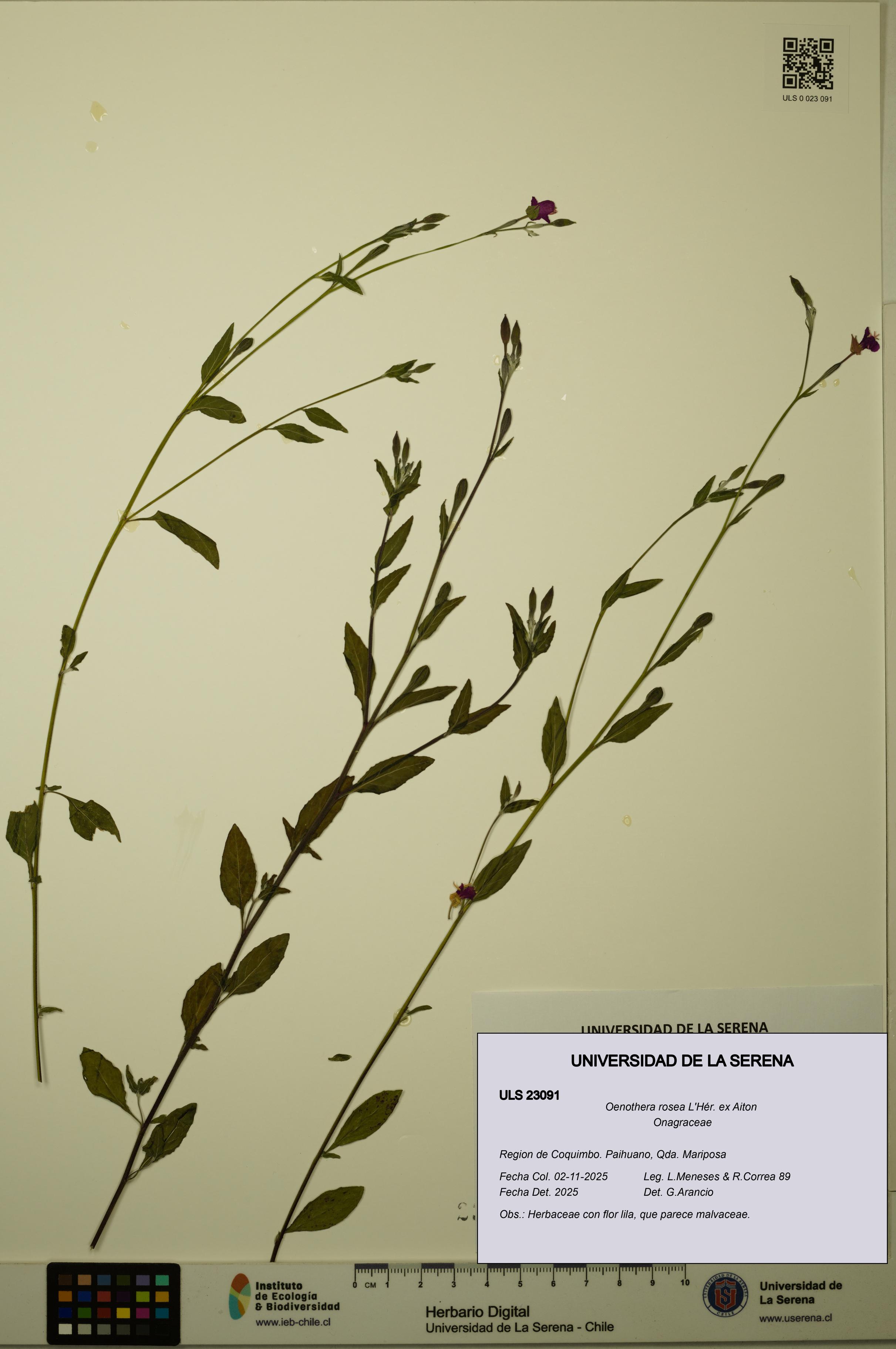 Oenothera rosea [Espécimen: ULS:ULS:0023091]