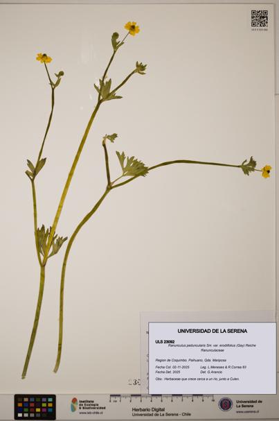 Ranunculus peduncularis var. erodiifolius [Espécimen: ]