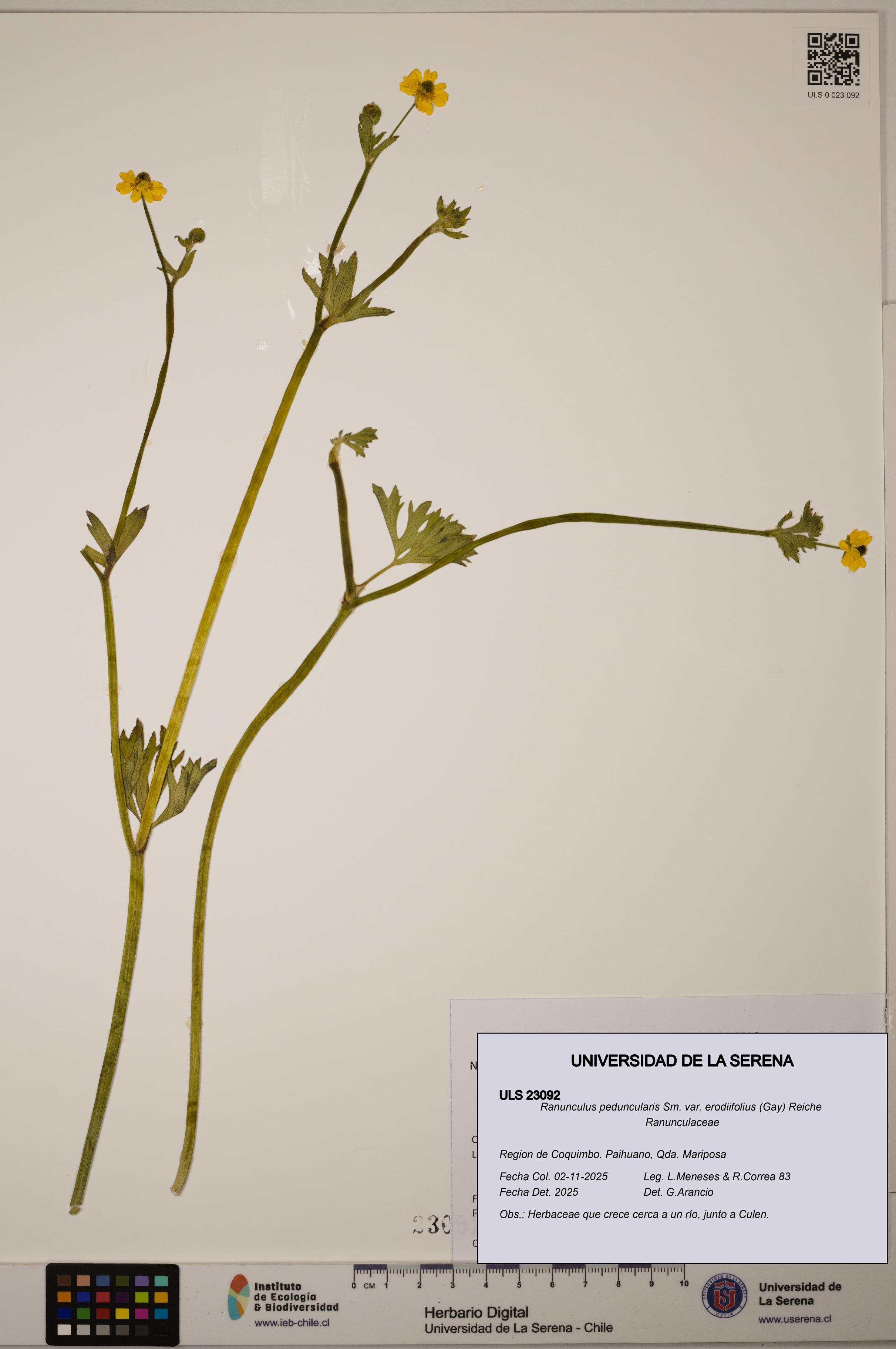 Ranunculus peduncularis var. erodiifolius [Espécimen: ]