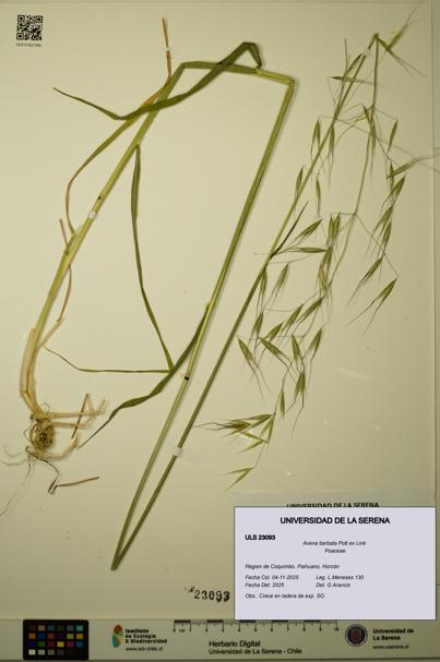 Avena barbata [Espécimen: ULS:ULS:0023093]