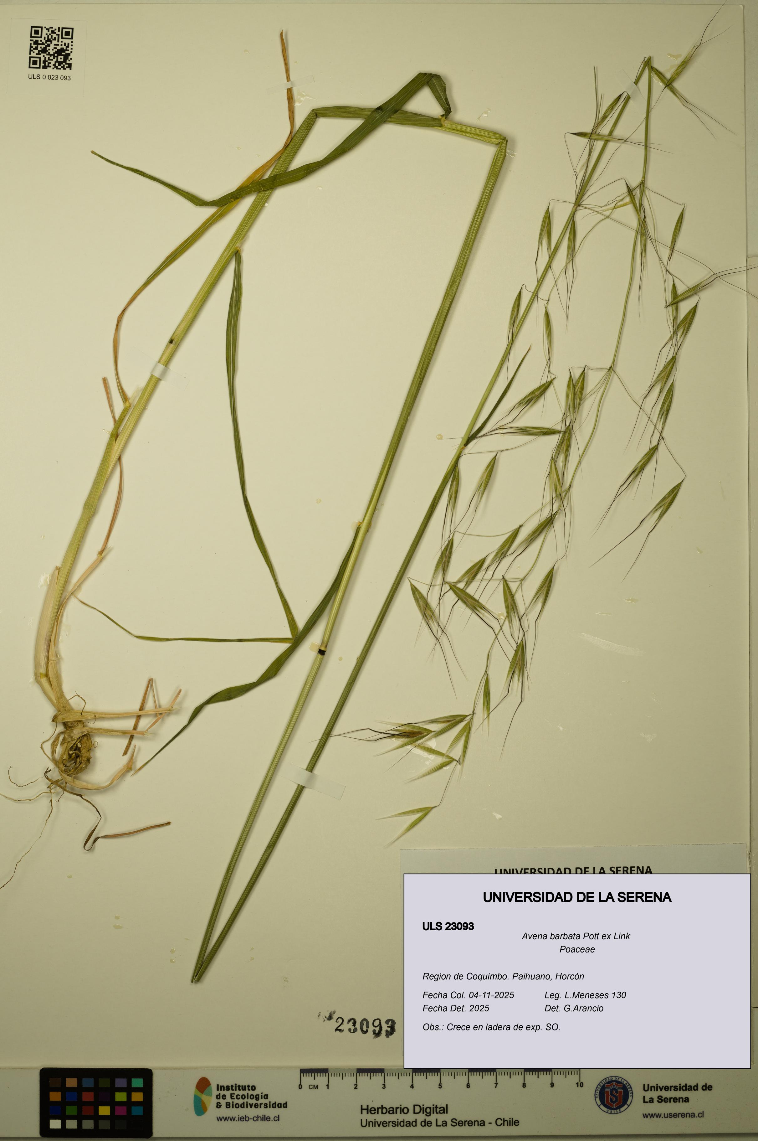 Avena barbata [Espécimen: ULS:ULS:0023093]