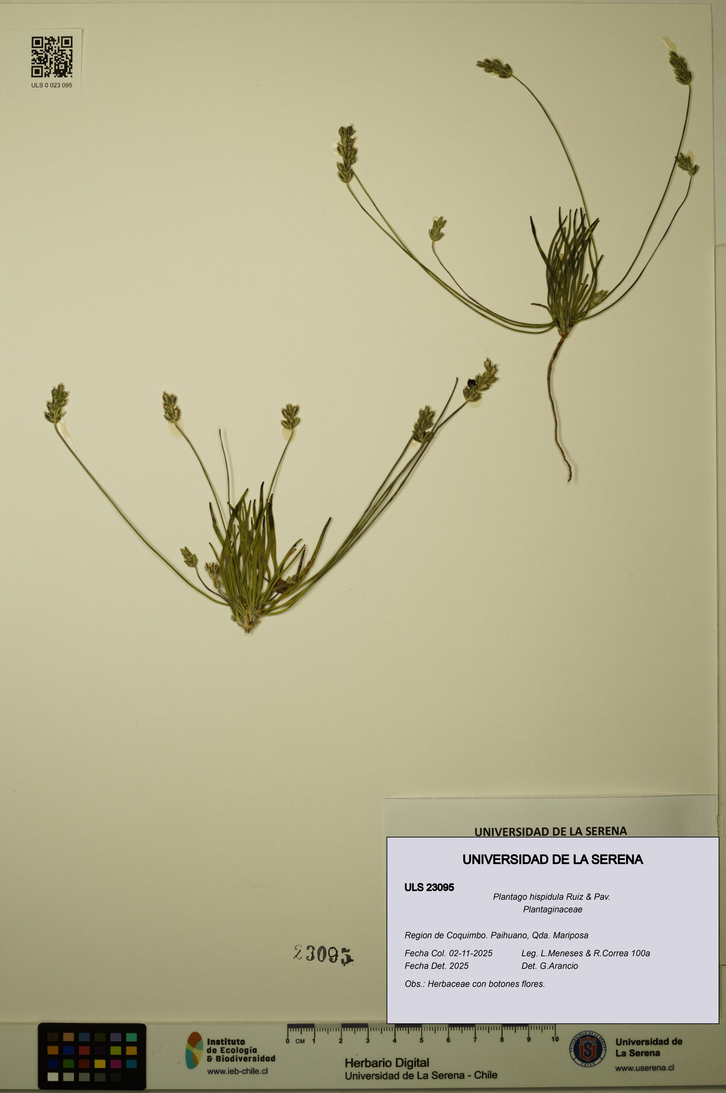 Plantago hispidula [Espécimen: ULS:ULS:0023095]