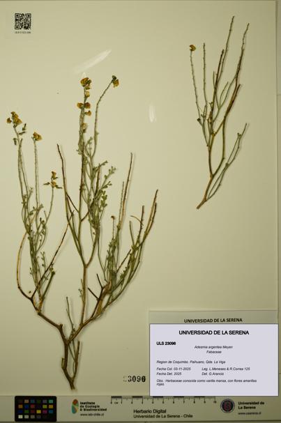 Adesmia argentea [Espécimen: ULS:ULS:0023096]