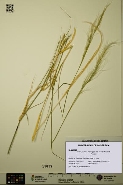 Jarava plumosa [Espécimen: ULS:ULS:0023097]