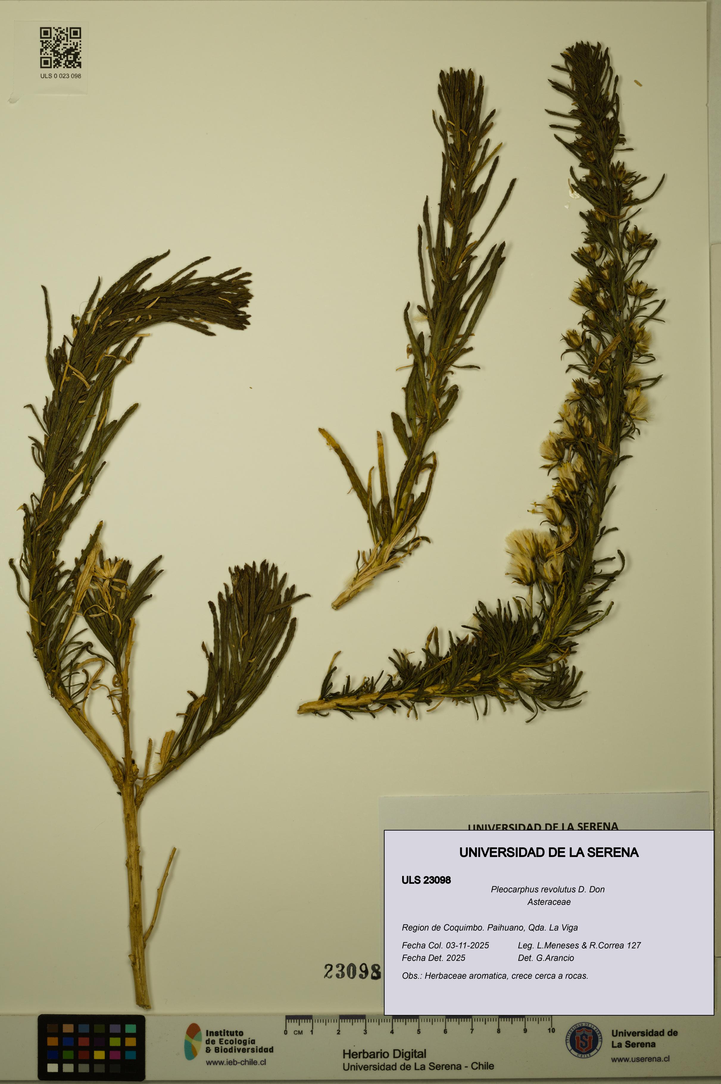Pleocarphus revolutus [Espécimen: ULS:ULS:0023098]