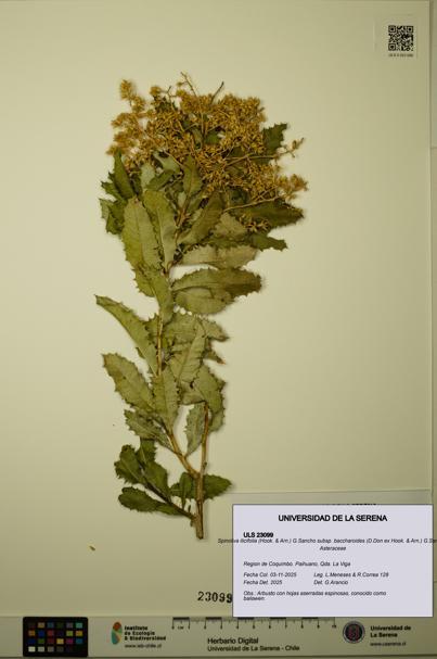 Spinoliva ilicifolia subsp. baccharoides [Espécimen: ULS:ULS:0023099]