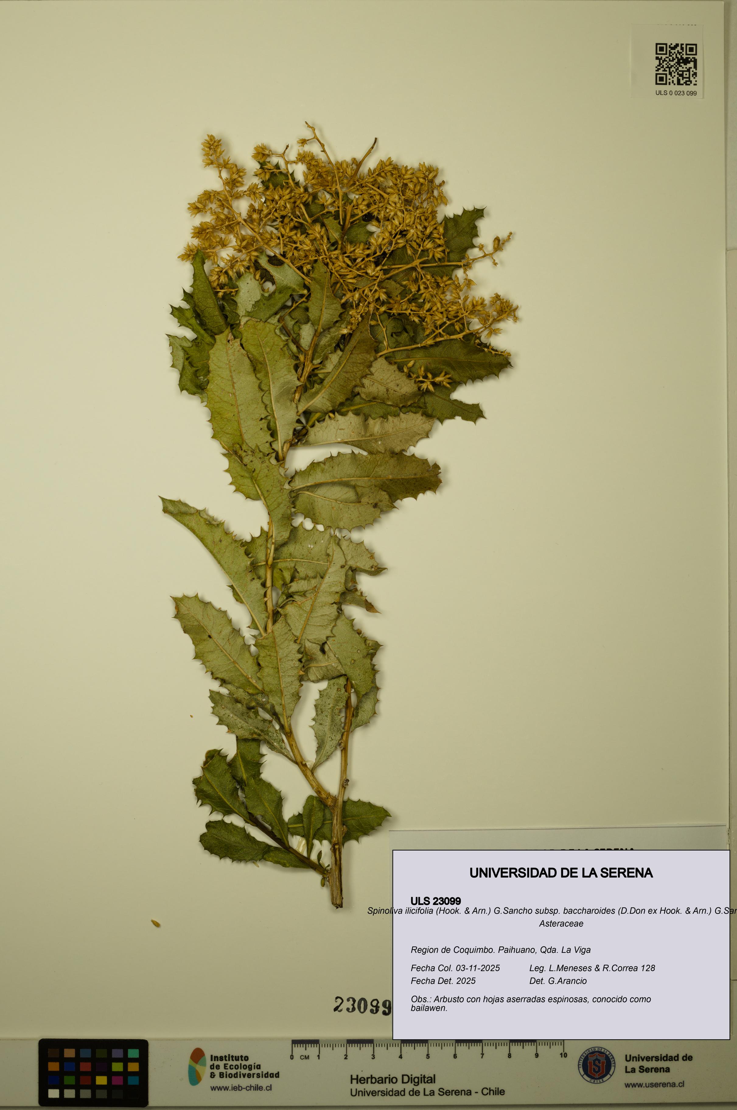 Spinoliva ilicifolia subsp. baccharoides [Espécimen: ULS:ULS:0023099]