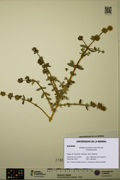 Buddleja suaveolens [Espécimen: ULS:ULS:0023100]