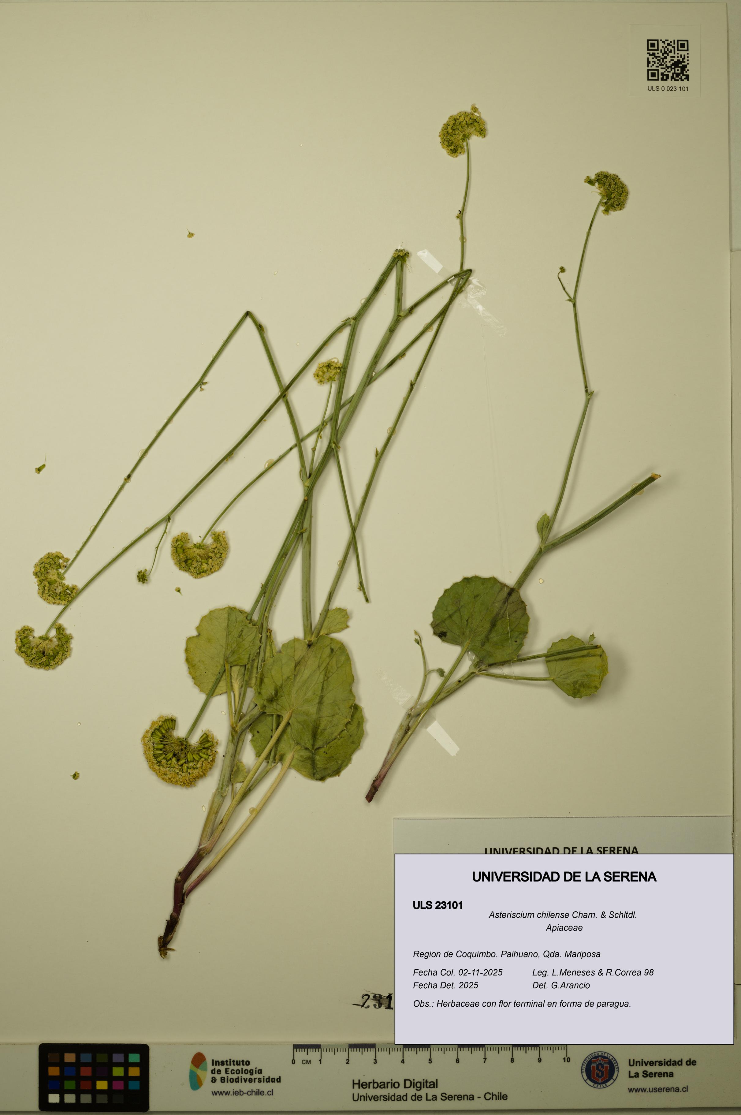 Asteriscium chilense [Espécimen: ULS:ULS:0023101]