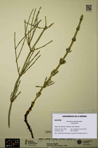 Equisetum pyramidale [Espécimen: ULS:ULS:0023102]