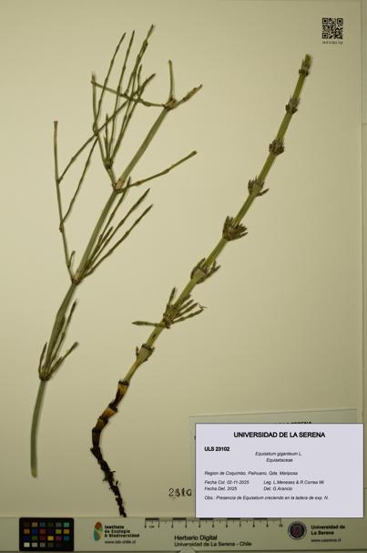 Equisetum giganteum [Espécimen: ULS:ULS:0023102]