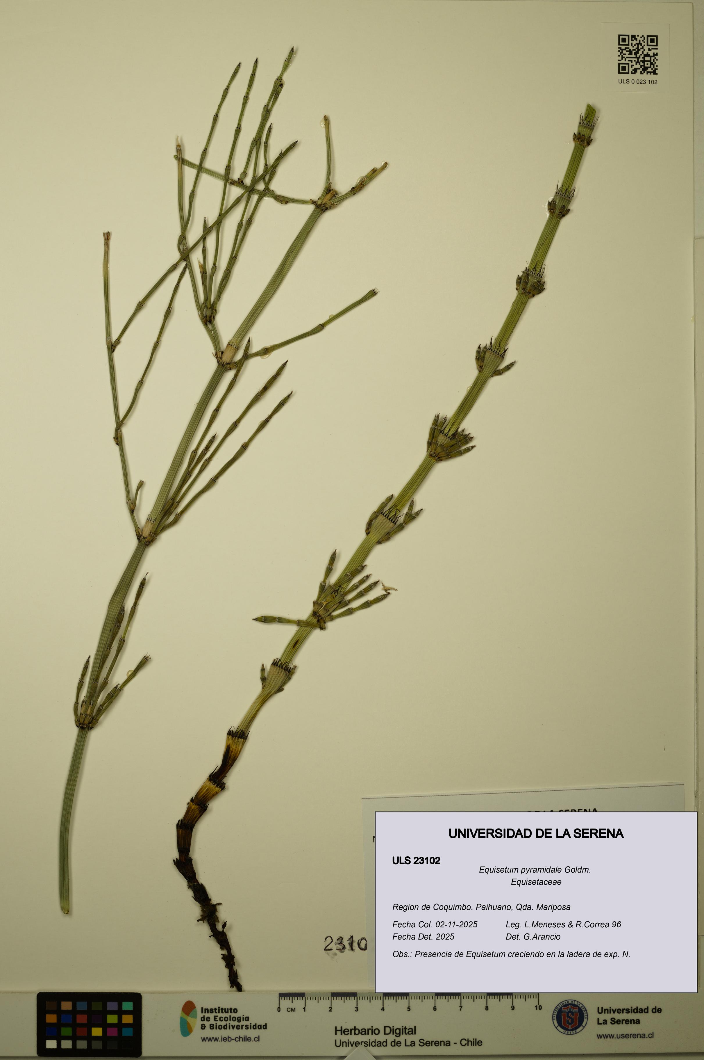 Equisetum pyramidale [Espécimen: ULS:ULS:0023102]