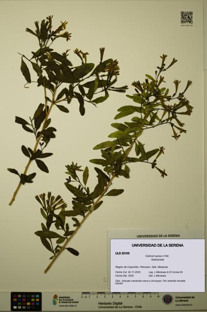 Cestrum parqui [Espécimen: ULS:ULS:0023103]