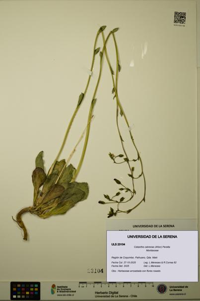 Cistanthe cabrerae [Espécimen: ULS:ULS:0023104]