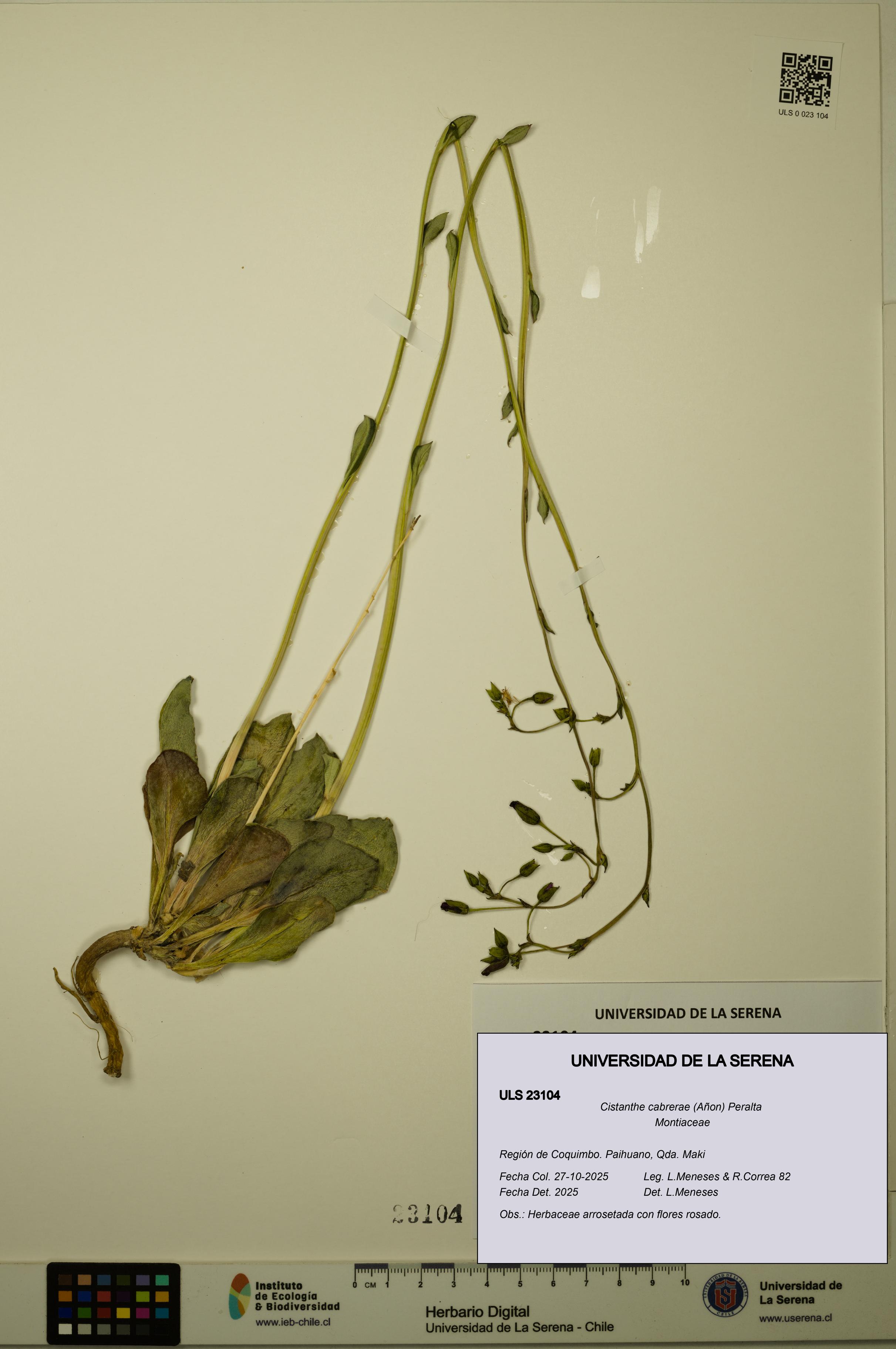 Cistanthe cabrerae [Espécimen: ULS:ULS:0023104]