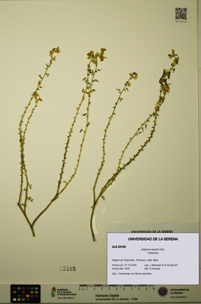 Adesmia aphylla [Espécimen: ULS:ULS:0023105]