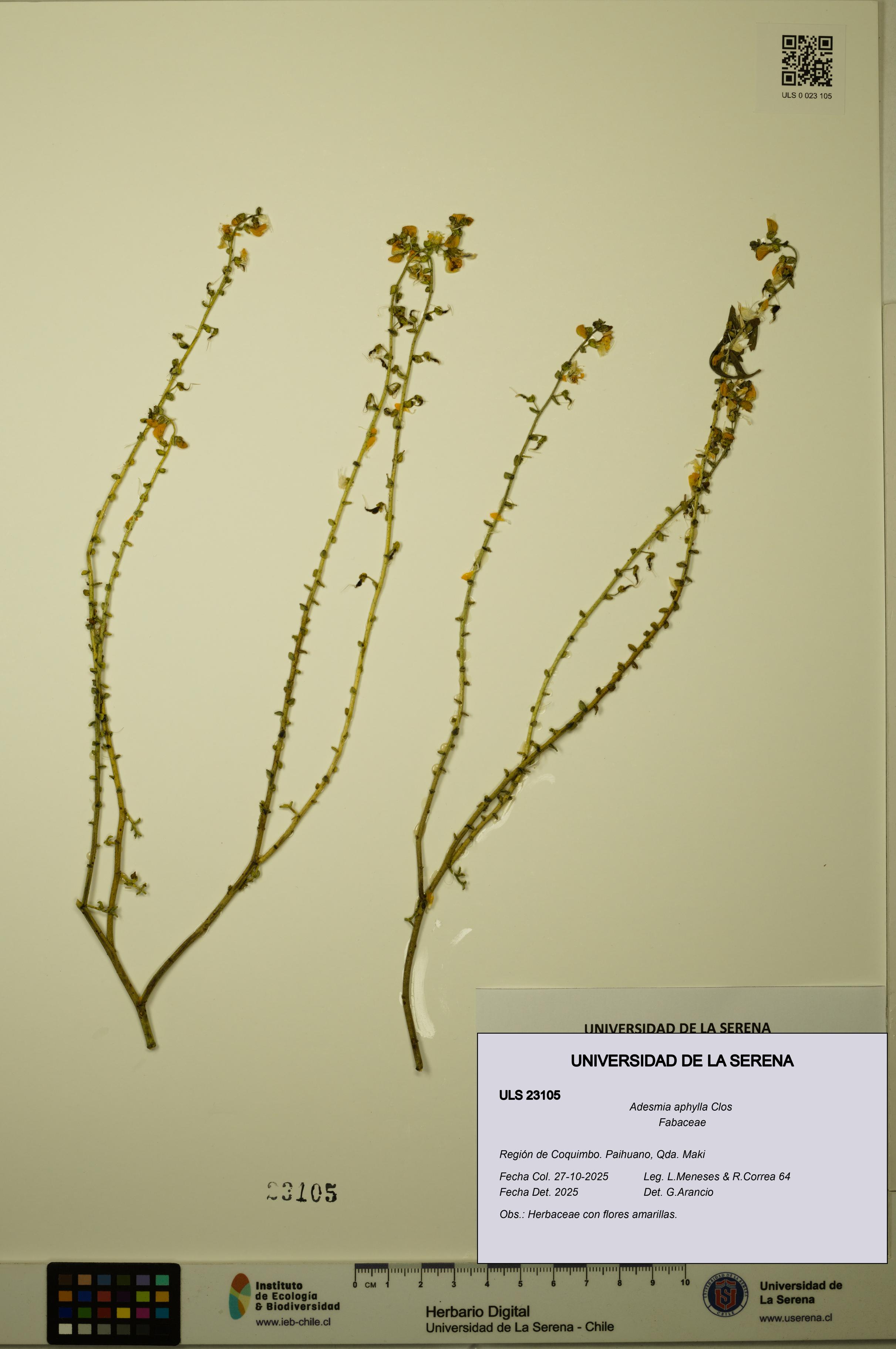 Adesmia aphylla [Espécimen: ULS:ULS:0023105]