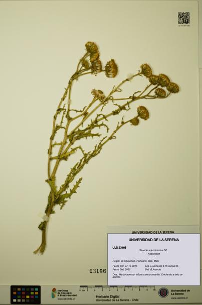 Senecio adenotrichius [Espécimen: ULS:ULS:0023106]