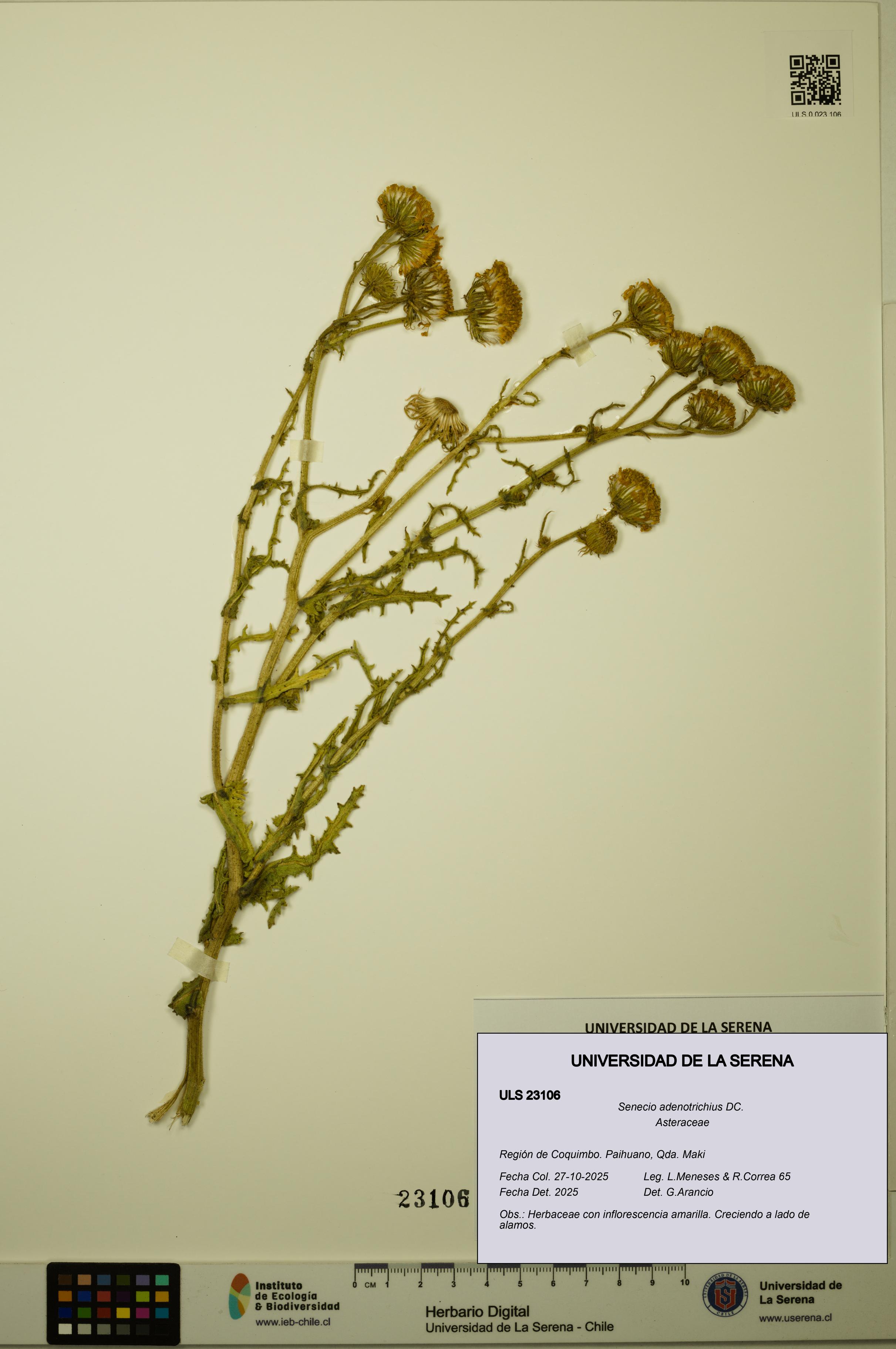 Senecio adenotrichius [Espécimen: ULS:ULS:0023106]